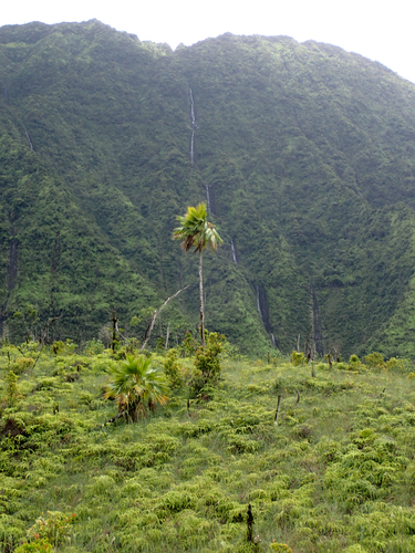 Pritchardia waialealeana, 2017-08-23