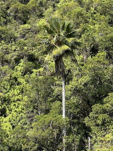 Pritchardia waialealeana, 2022-08-24