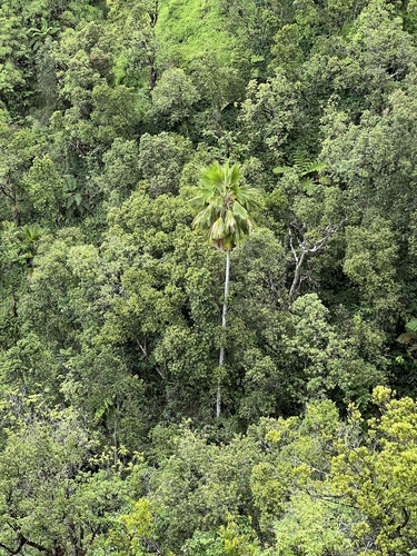 Pritchardia waialealeana, 2024-08-21