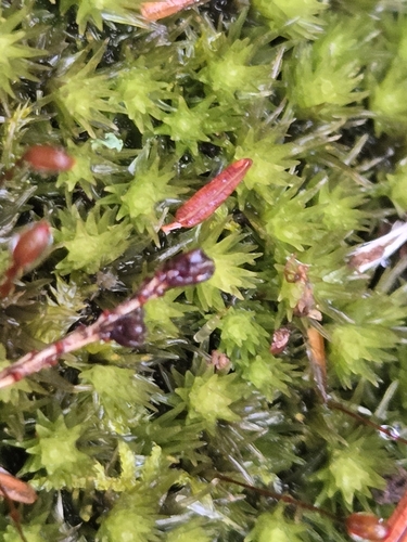 Image of Racomitrium aciculare by (c) Micki Colbeck, some rights reserved (CC BY)