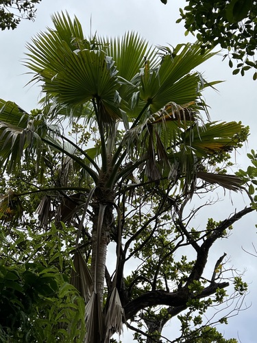 Pritchardia waialealeana, 2024-08-21