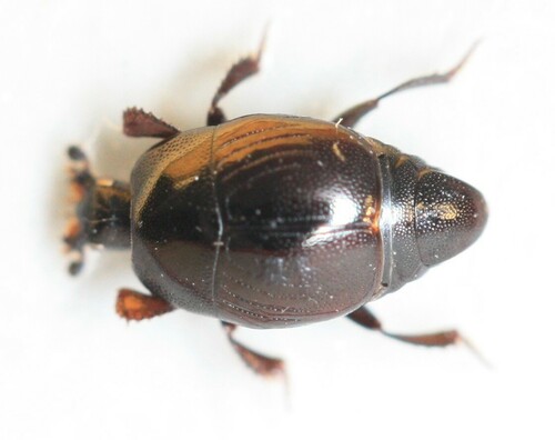 Saprinus lautus