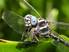 Phyllogomphoides pacificus