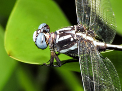 Phyllogomphoides pacificus