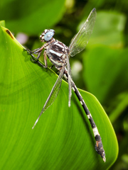 Phyllogomphoides pacificus