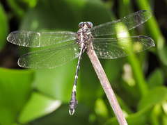 Phyllogomphoides pacificus