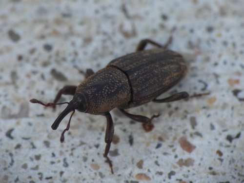 Hunting Billbug photo 3