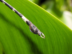 Phyllogomphoides pacificus