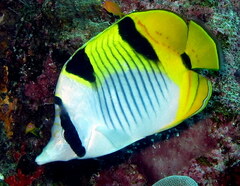 Blackwedged Butterflyfish photo 2