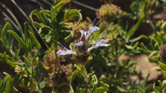 Salvia eremostachya