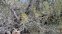 Stanleya pinnata pinnata