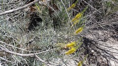 Stanleya pinnata pinnata