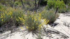 Stanleya pinnata pinnata