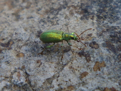 Phyllobius argentatus