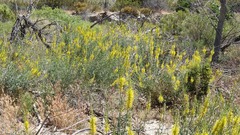 Stanleya pinnata pinnata