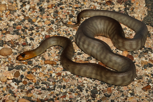 Woma Python sighting