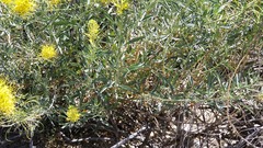 Stanleya pinnata pinnata