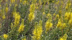 Stanleya pinnata pinnata