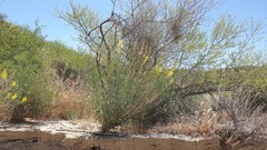 Stanleya pinnata pinnata