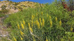 Stanleya pinnata pinnata