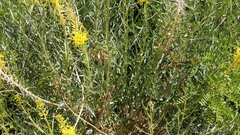 Stanleya pinnata pinnata