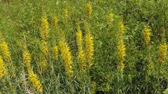 Stanleya pinnata pinnata