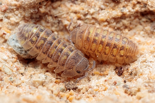 Granulated Pill Woodlouse, Palais du bey, photo 7 of 10