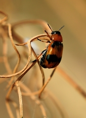 Coptocephala