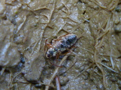 Phyllobius argentatus