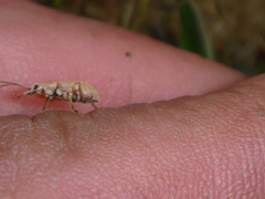 Phyllobius argentatus