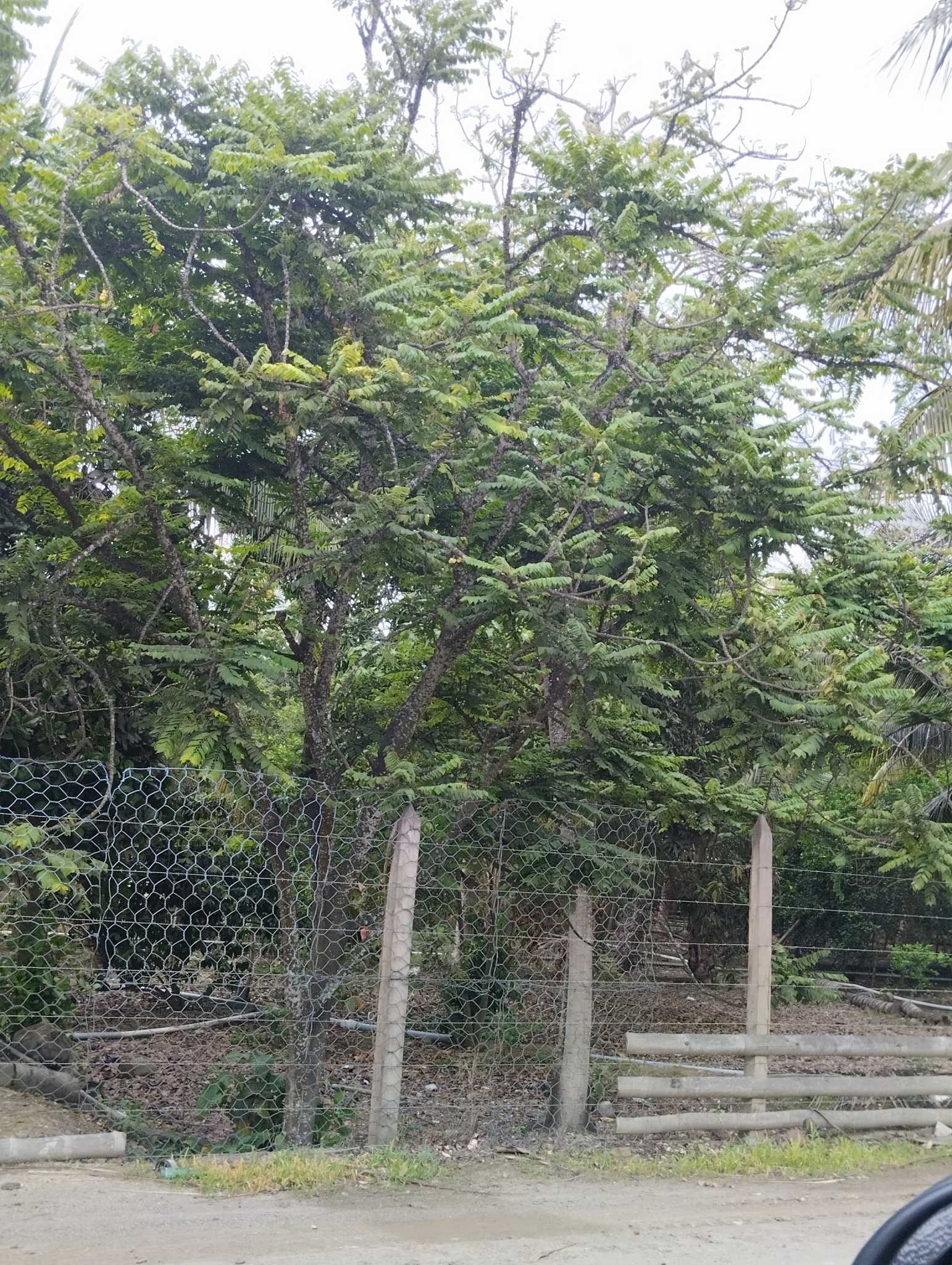 Imagem de Groselha Branca