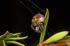Araneus rotundulus