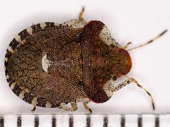Dyroderes umbraculatus