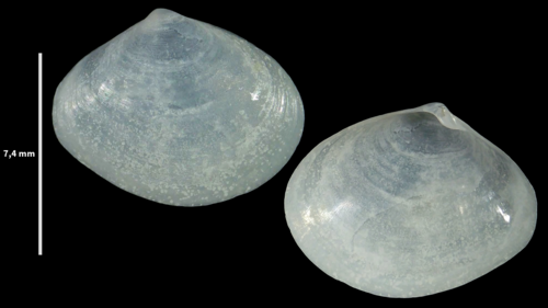 White Furrow-shell, Alpes-Maritimes, Frankrijk, photo 10 of 10