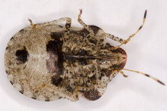 Dyroderes umbraculatus