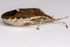 Dyroderes umbraculatus