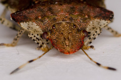 Dyroderes umbraculatus
