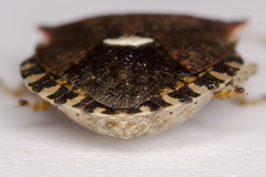 Dyroderes umbraculatus