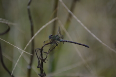 Erpetogomphus viperinus