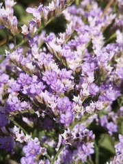 Limonium vulgare