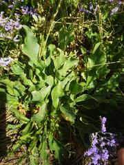 Limonium vulgare