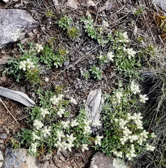 Antennaria marginata