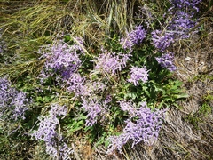 Limonium vulgare