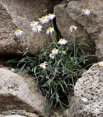 Erigeron eatonii
