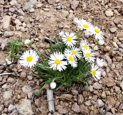 Erigeron flagellaris