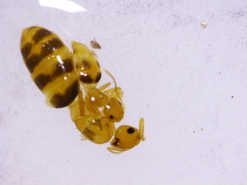 Brachymyrmex pictusBrachymyrmex pictus