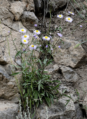 Erigeron subtrinervis
