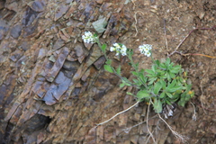 Draba borealis