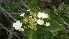 Hydrangea petiolaris