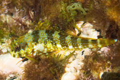 Cape Verde Blenny photo 1
